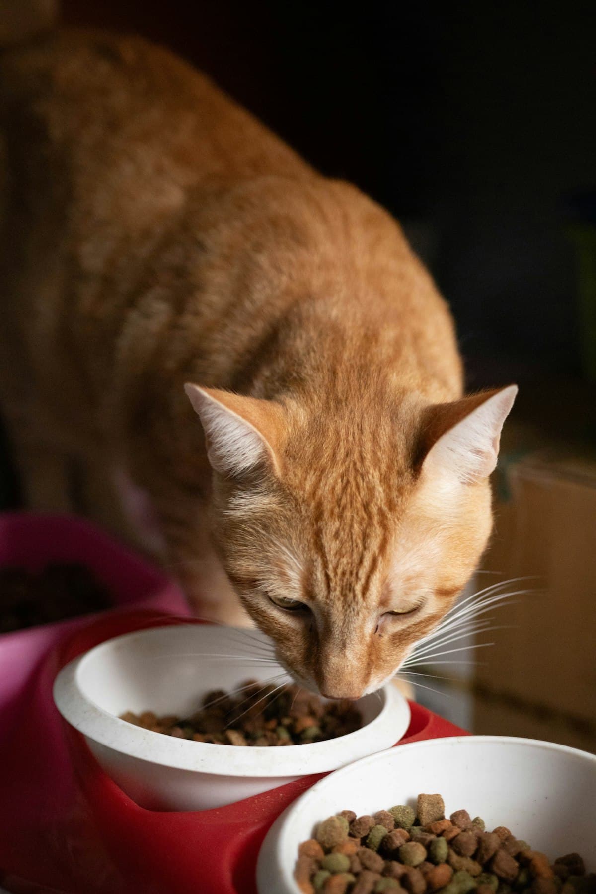 Croquettes Chat Adulte Saumon 2 kg