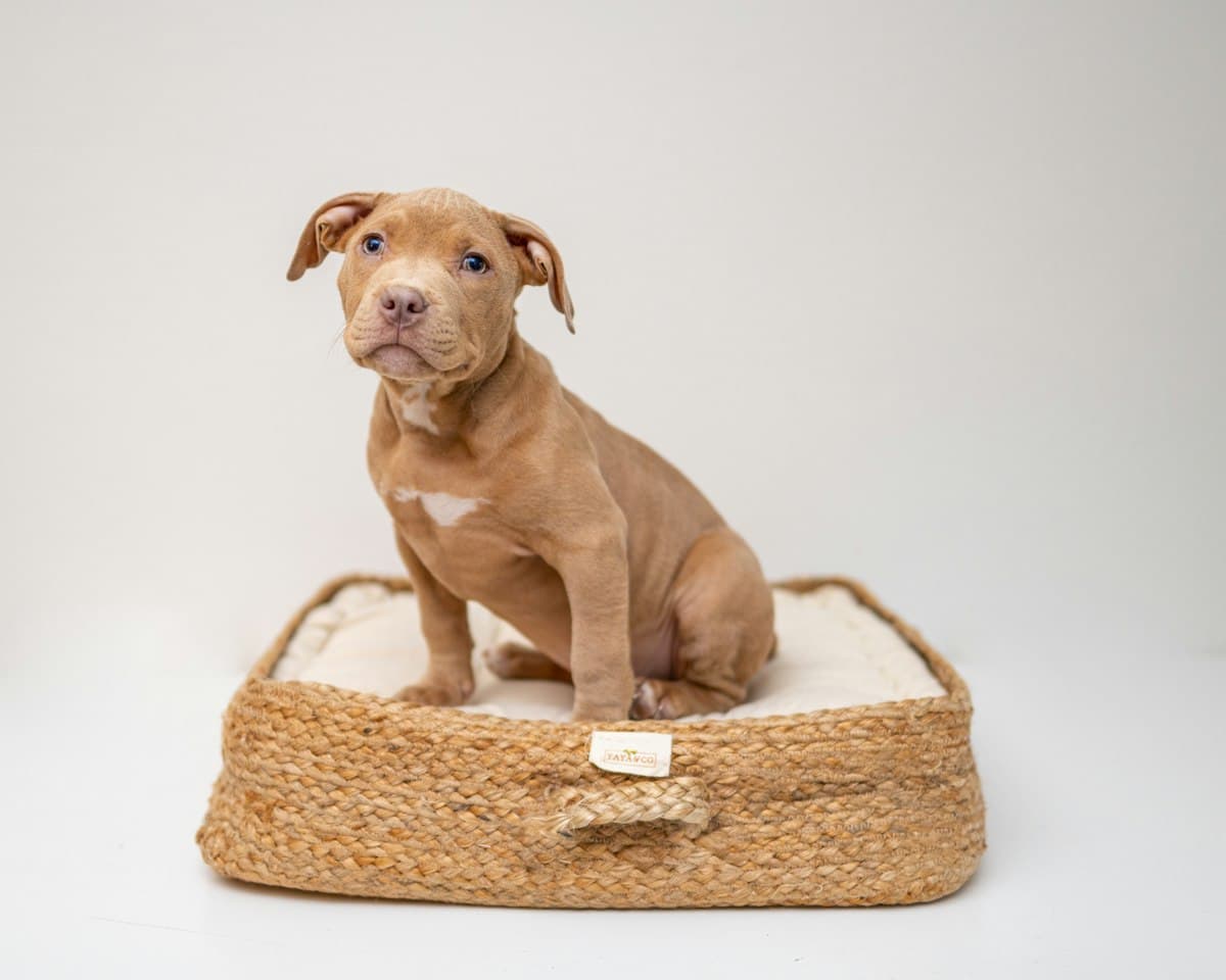 Panier Chiot en Osier