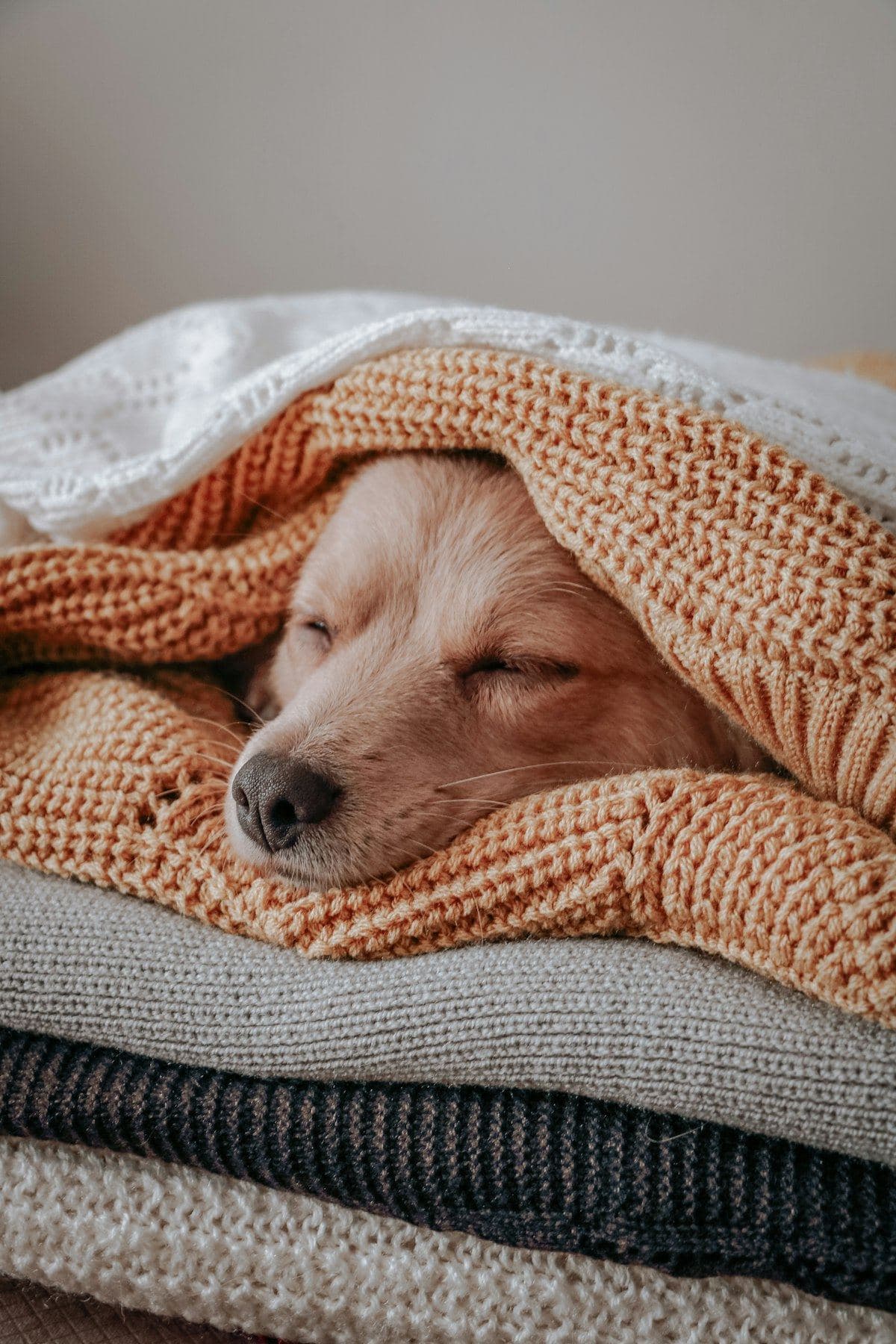 Plaid Tricot pour Chien