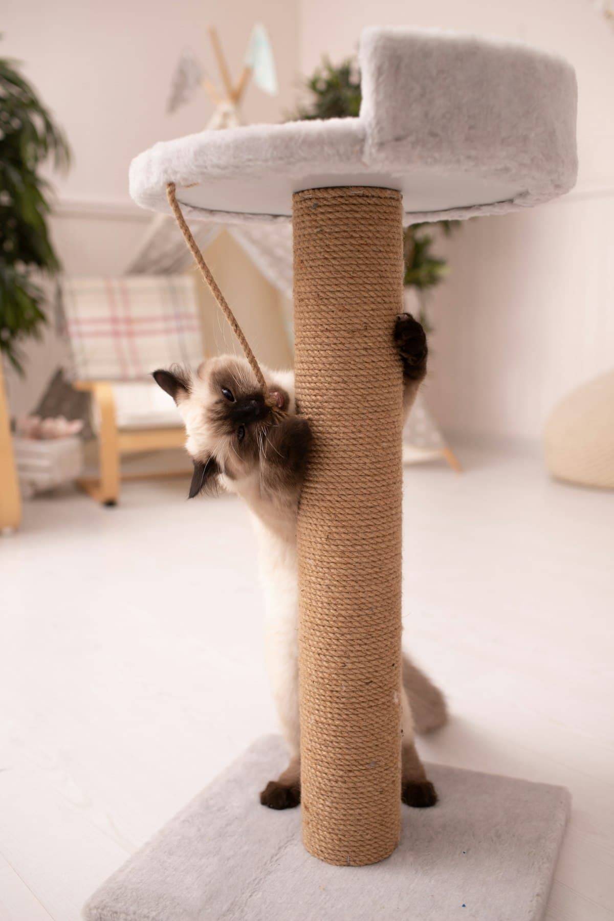 Arbre à Chat avec Plateforme