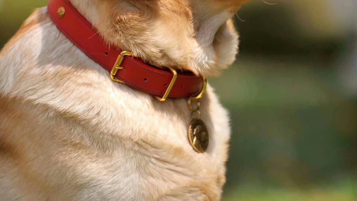 Collier en Cuir Rouge