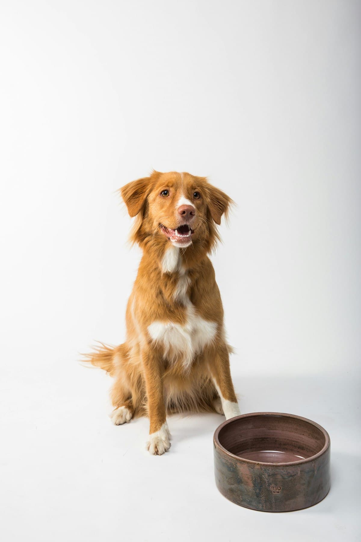 Gamelle en Céramique Chien